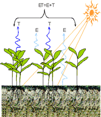 Schematic of ET, from CIMIS