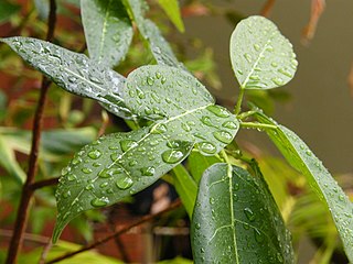 Rain interception by John Robert McPherson, CC BY-SA 4, via Wikimedia Commons